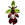 puce insectifera