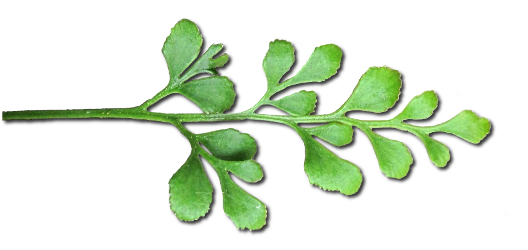 Asplenium ruta muraria