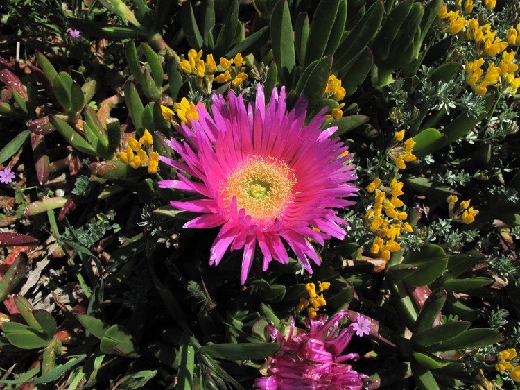 Carpobrotus acinaciformis