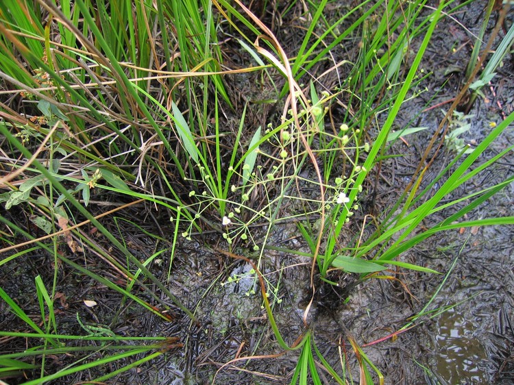 Alisma lanceolatum