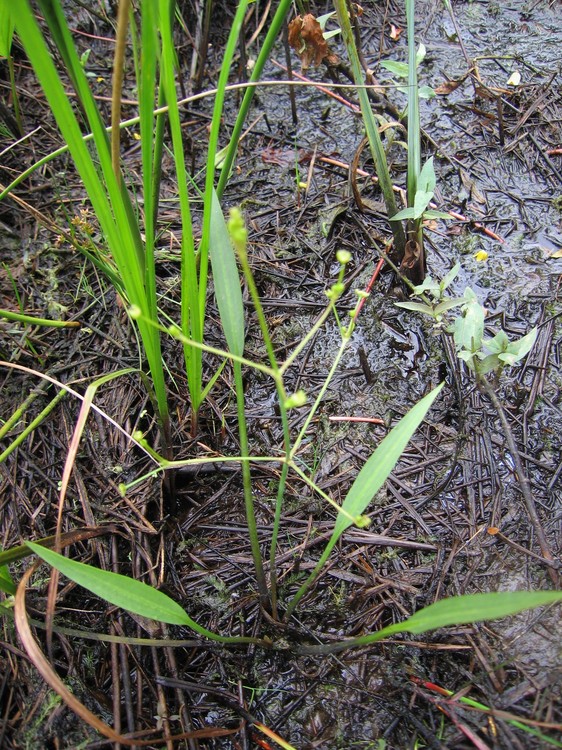 Alisma lanceolatum