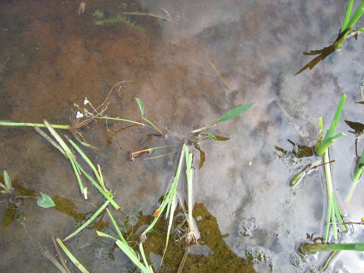 Alisma lanceolatum