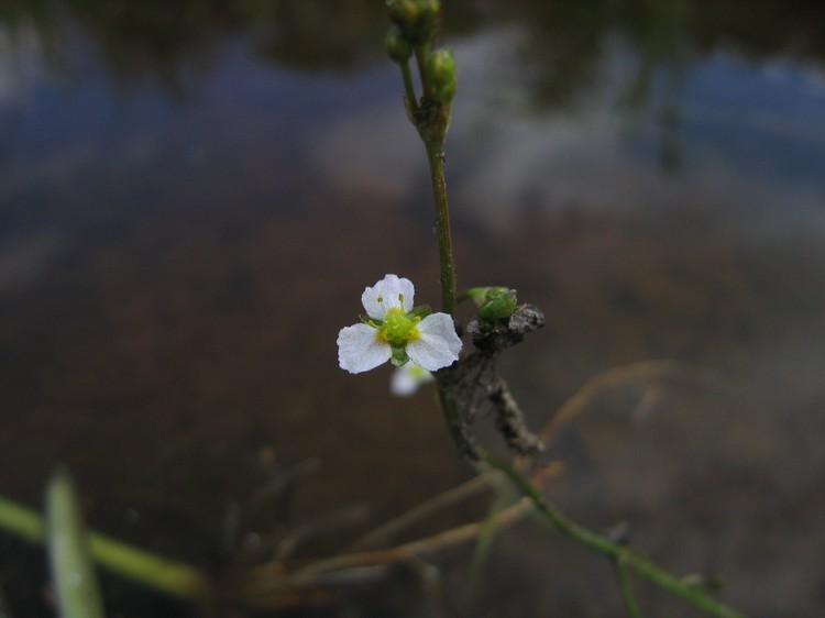 Alisma lanceolatum