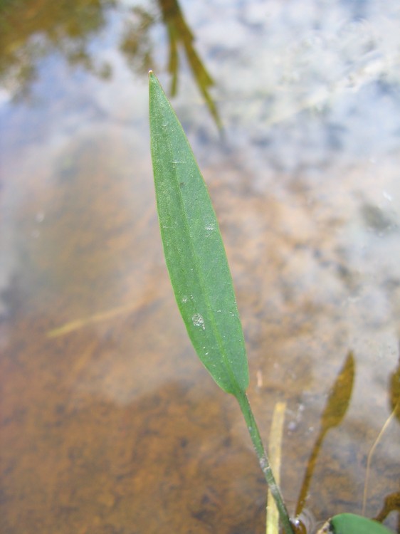Alisma lanceolatum