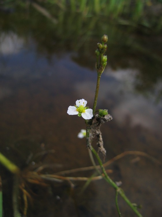 Alisma lanceolatum