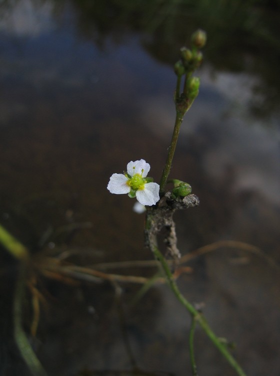 Alisma lanceolatum