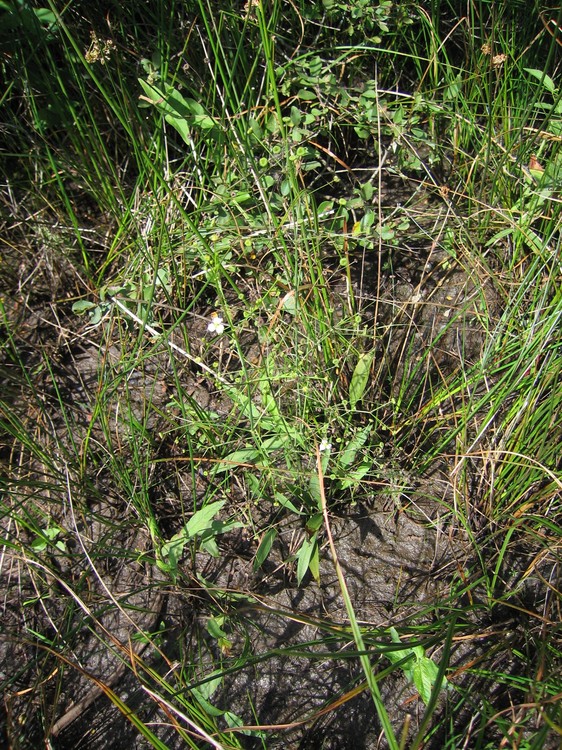Alisma lanceolatum