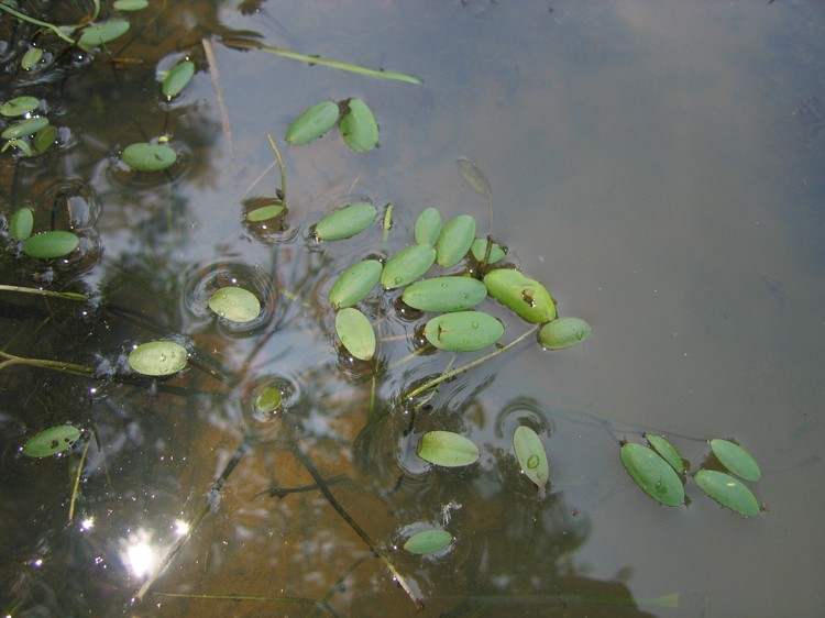Luronium natans