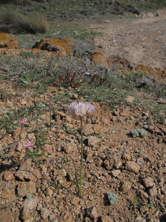 Allium roseum