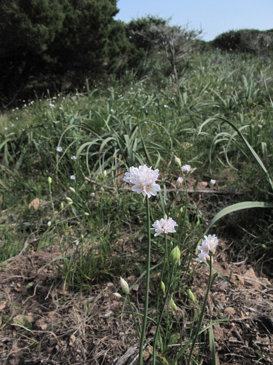 Allium roseum