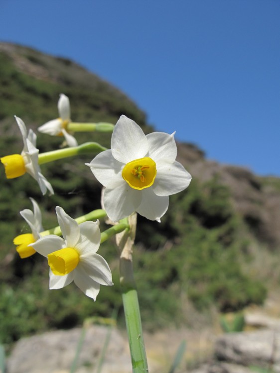 Narcissus tazetta