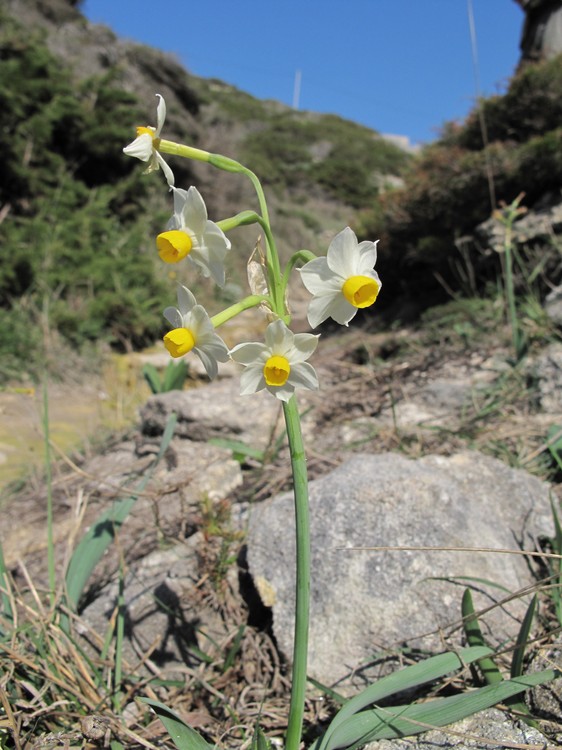 Narcissus tazetta