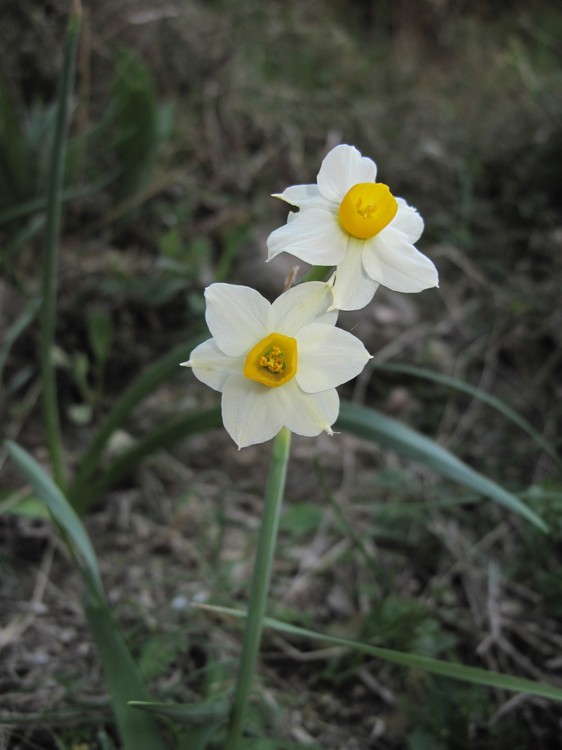 Narcissus tazetta