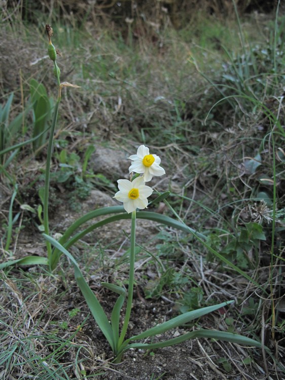 Narcissus tazetta