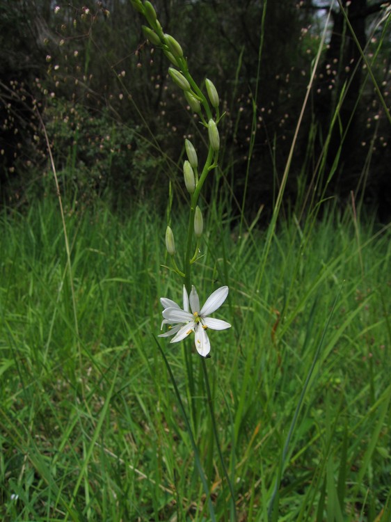 Anthericum liliago