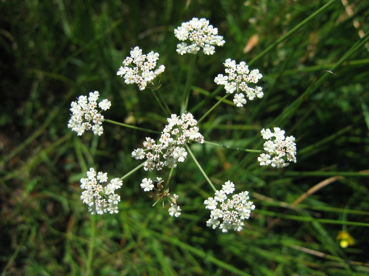 Carum verticillatum