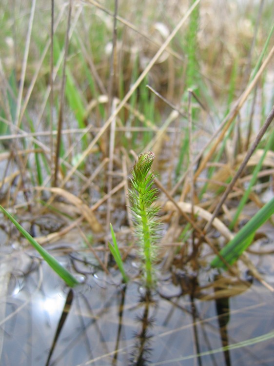 Carum verticillatum