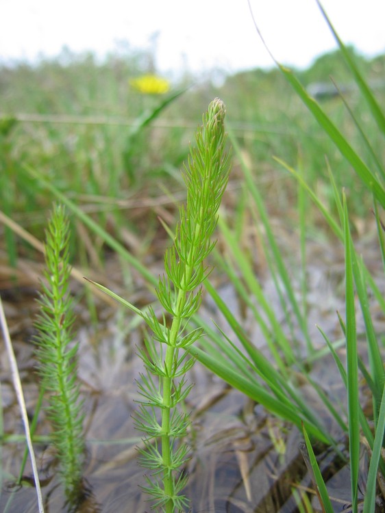 Carum verticillatum