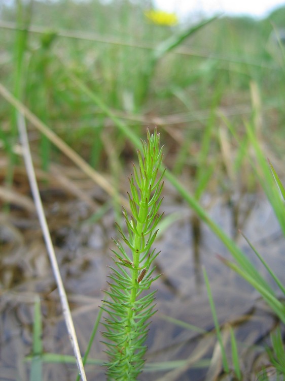 Carum verticillatum