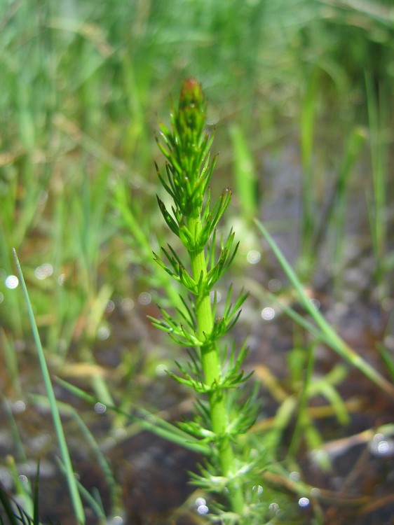 Carum verticillatum