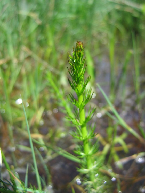 Carum verticillatum