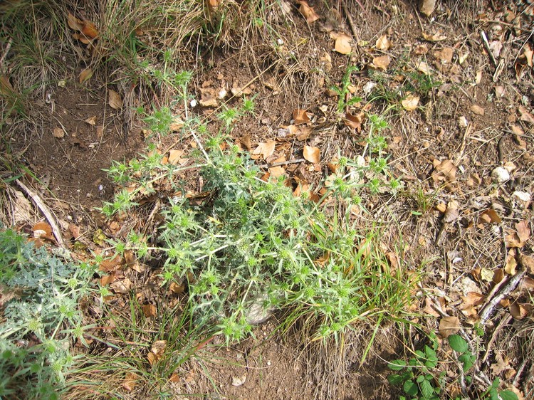 Eryngium campestre