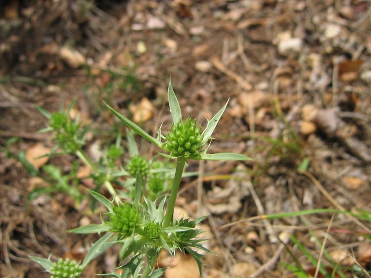 Eryngium campestre