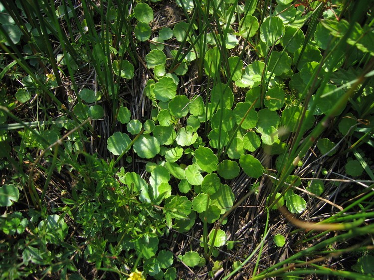 Hydrocotyle vulgaris