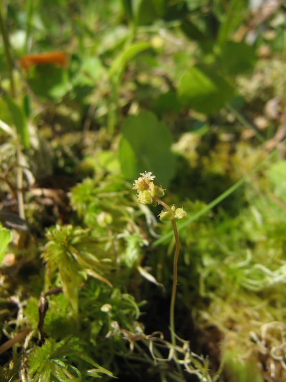Hydrocotyle vulgaris
