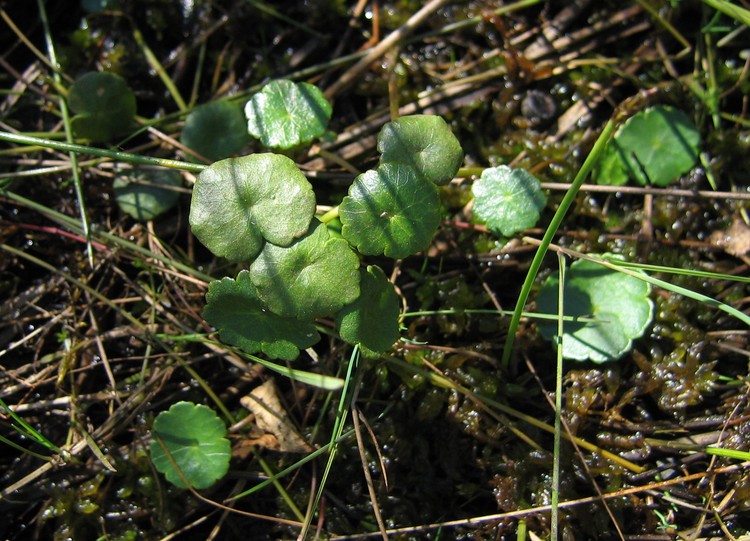 Hydrocotyle vulgaris