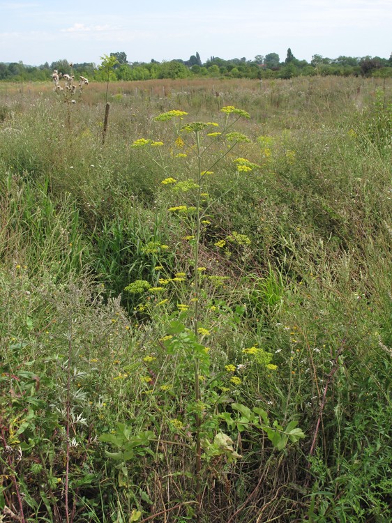Pastinaca sativa