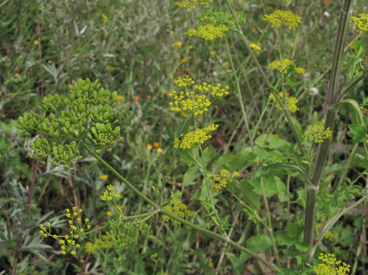 Pastinaca sativa