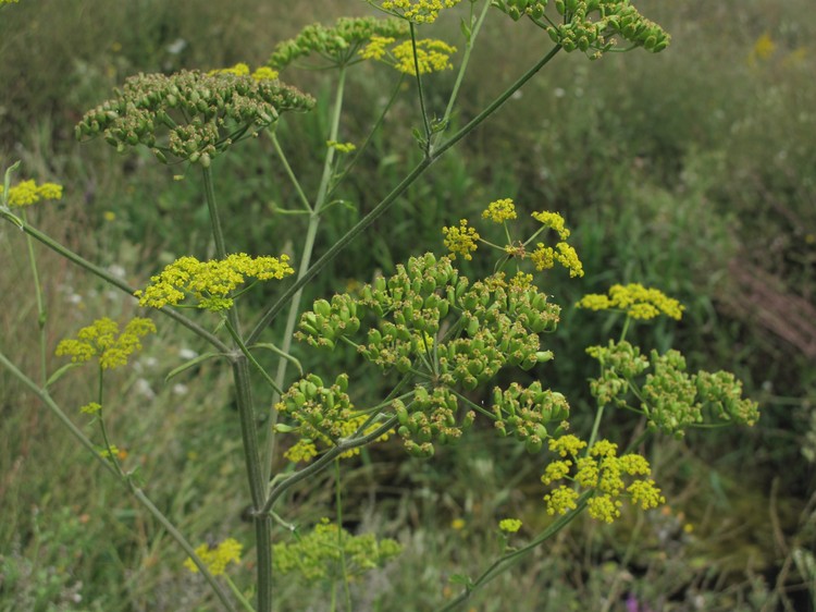 Pastinaca sativa