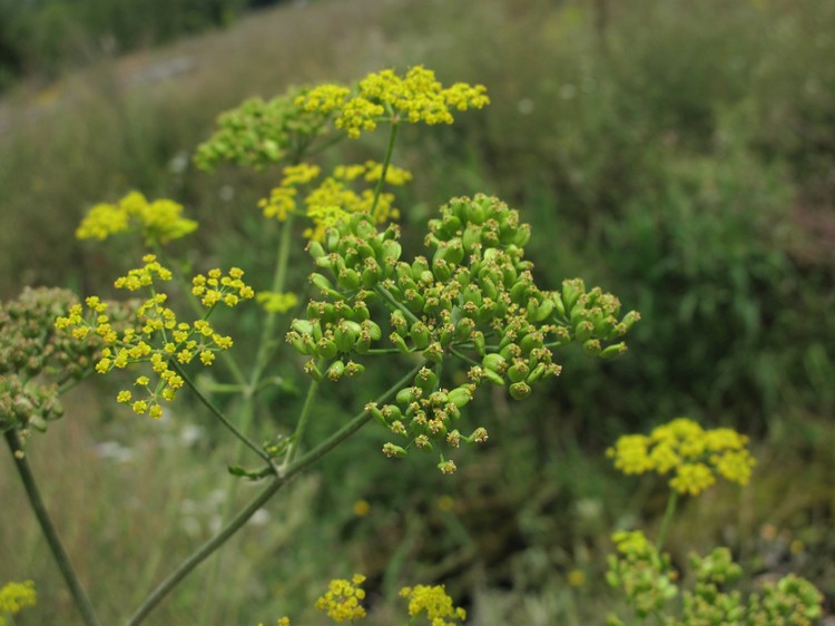Pastinaca sativa