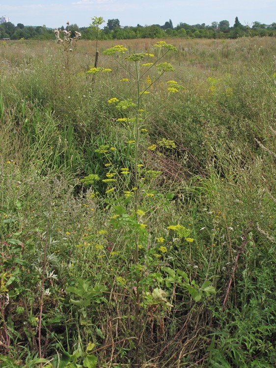 Pastinaca sativa