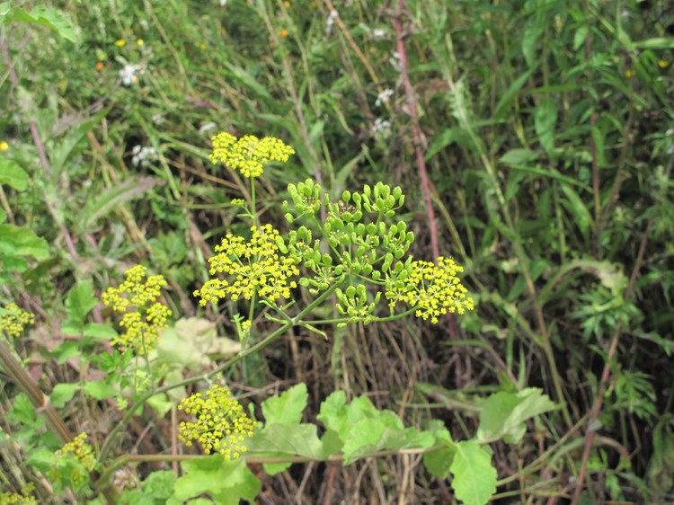 Pastinaca sativa