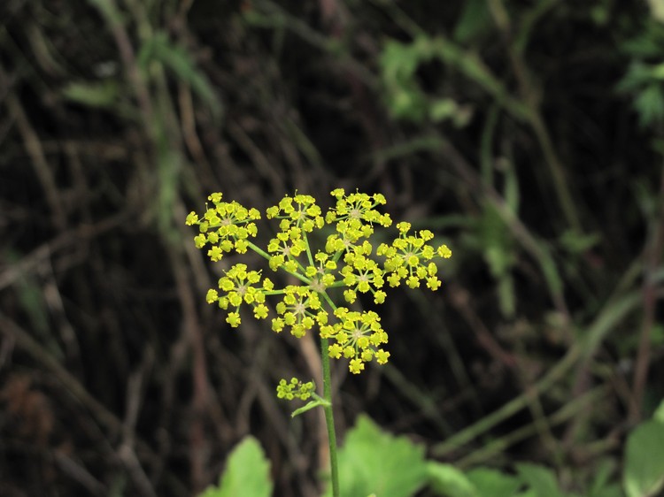 Pastinaca sativa