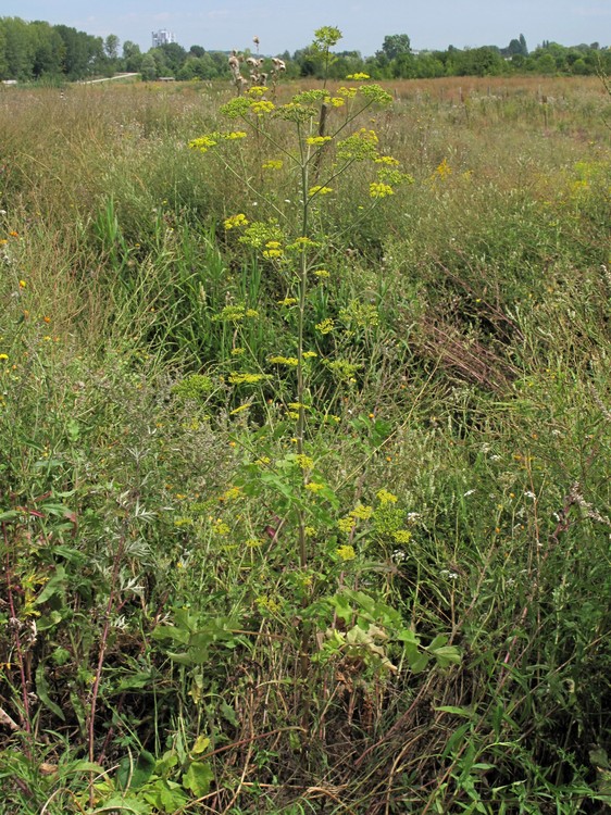 Pastinaca sativa