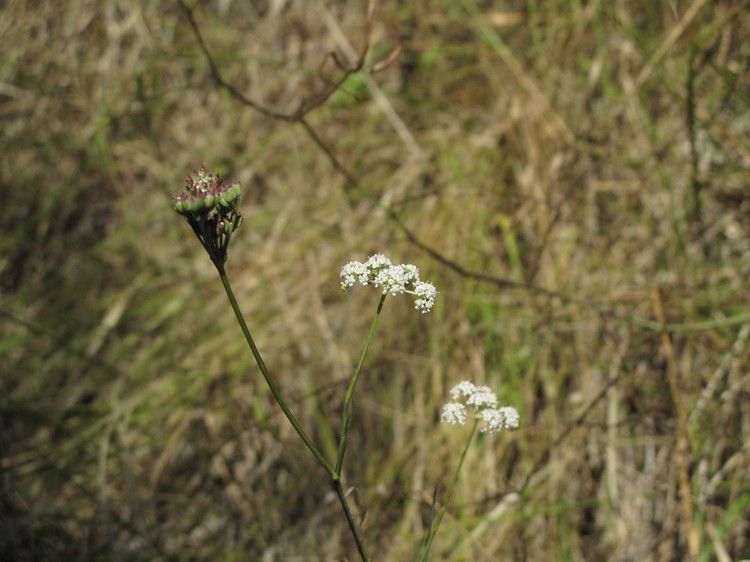 Seseli montanum