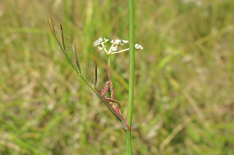 Seseli montanum