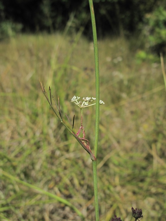 Seseli montanum