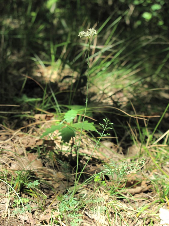 Seseli montanum