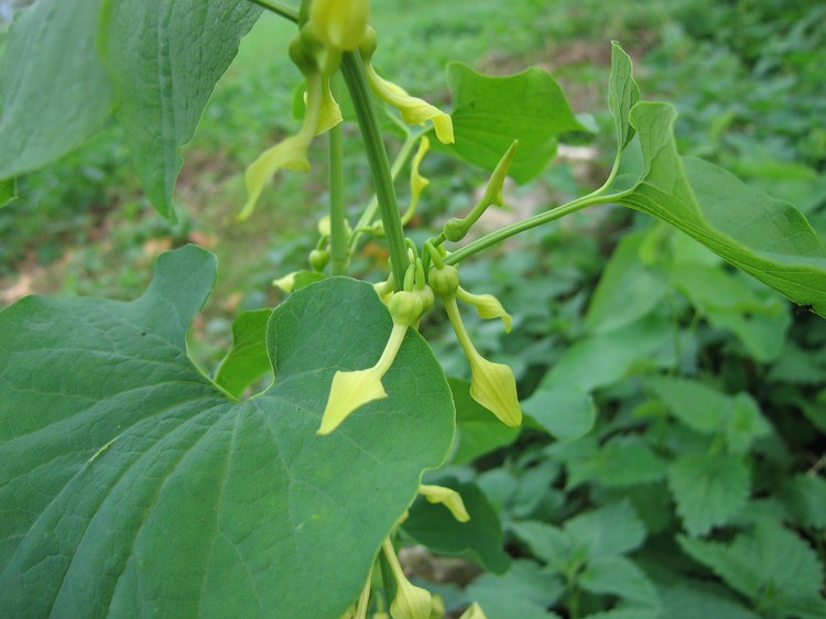 Aristolochia clematitis