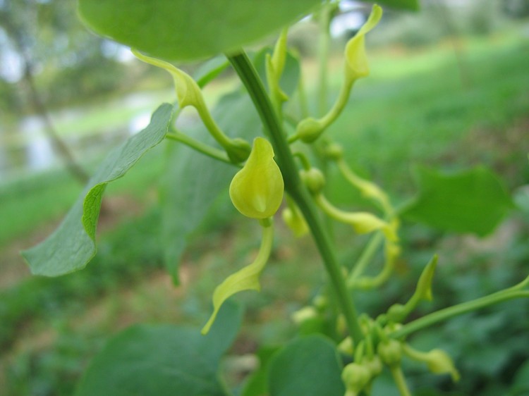Aristolochia clematitis
