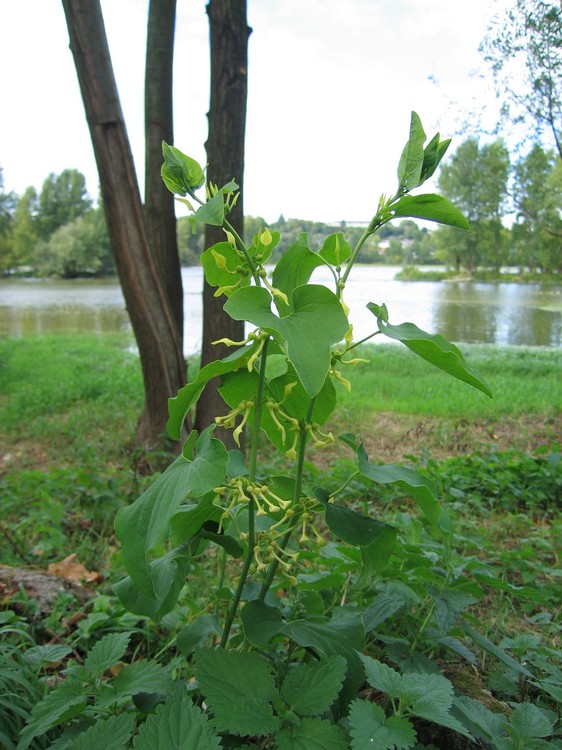 Aristolochia clematitis