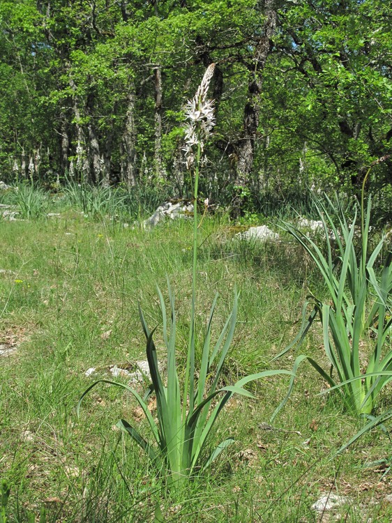 Asphodelus albus