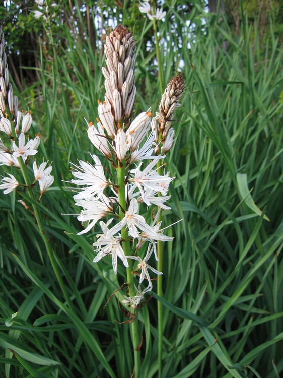 Asphodelus albus
