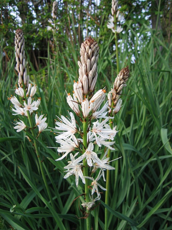 Asphodelus albus