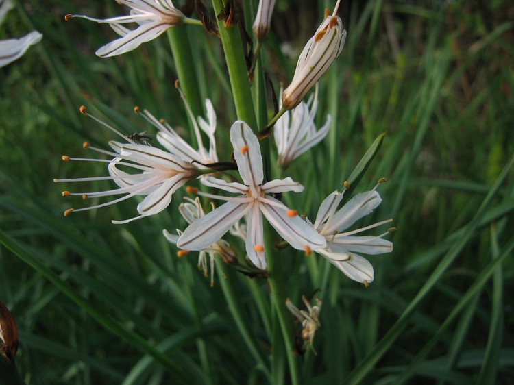 Asphodelus albus
