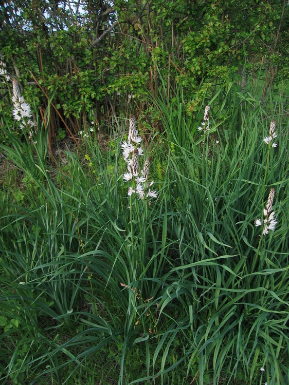 Asphodelus albus